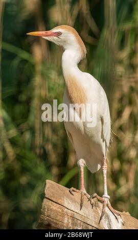 Kleines weißes Rinderegret (Bubulcus Ibis), das auf einem Holzklöschchen im Zoo steht Stockfoto