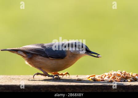 Eurasische Nuthatch, die im Winter in Großbritannien Nüsse vor einem klaren grünen Hintergrund isst. Stockfoto