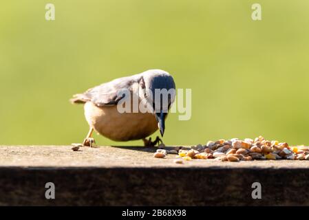 Eurasische Nuthatch, die im Winter in Großbritannien Nüsse vor einem klaren grünen Hintergrund isst. Stockfoto