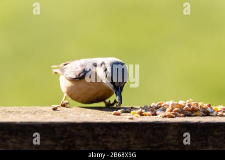 Eurasische Nuthatch, die im Winter in Großbritannien Nüsse vor einem klaren grünen Hintergrund isst. Stockfoto