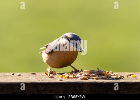 Eurasische Nuthatch, die im Winter in Großbritannien Nüsse vor einem klaren grünen Hintergrund isst. Stockfoto