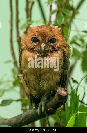 Kleine braune Eule, die auf einer Filiale im Zoo sitzt Stockfoto