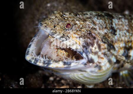 Ein getarnter Riffeidechardfisch, Synodus sp., ernährt sich von einem großen, mit Juwelen bewachsenen Blenny auf einem Riff in Indonesien. Korallenriffe sind Heimat vieler Raubtiere und Beutetiere. Stockfoto