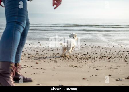 Dame wirft den Ball für Hundelauf am Strand Stockfoto