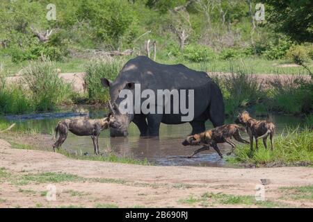 Ein weißes Nashorn, Ceratotherium simum, steht in einem Wasserloch, während daneben wilde Hunde, Lycaon pictus, spielen Stockfoto