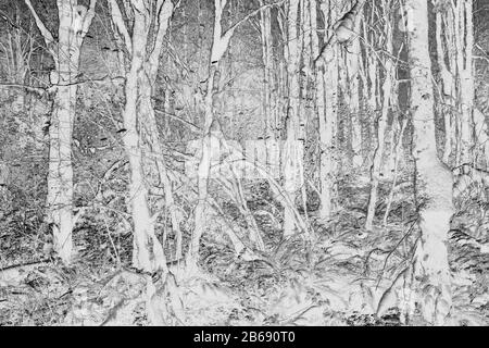 Schwarz-weißes abstraktes (umgekehrtes) Bild von üppigem gemäßigten Regenwald, Farnen und moosbedeckten Bäumen, entlang des North Fork Snoqualmie River, Mount Ba Stockfoto