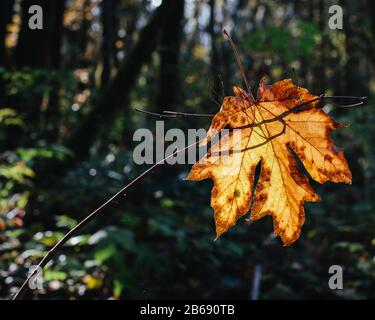 Bigblättriges Ahorn-Blatt (Acer macrophyllum) im Herbst, gefangen in kleinem Baumzweig, üppiger gemäßigter Regenwald im Hintergrund, entlang der North Fork Snoqualmi Stockfoto