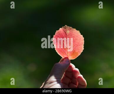 Hand hält im Herbst helles rotes Blatt Stockfoto