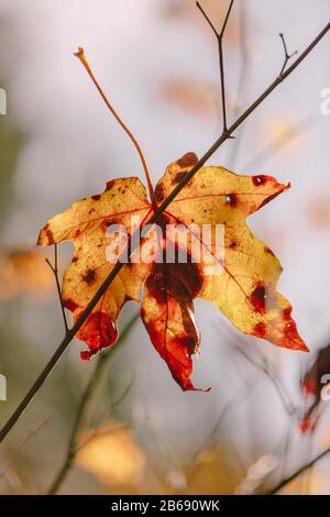 Bigblättriges Ahorn-Blatt (Acer macrophyllum) im Herbst, gefangen in kleinem Baumzweig Stockfoto