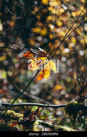 Bigblättriges Ahorn-Blatt (Acer macrophyllum) im Herbst, gefangen in kleinem Baumzweig Stockfoto