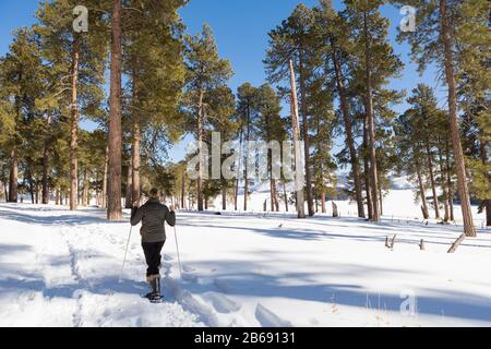 Erwachsene Frau, die Schneeschuhe mit Stöcken auf einer Spur trägt. Stockfoto