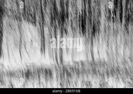 Umgekehrtes Bild von verschwommenem Espenhain und Wiese, in der Nähe von Leavenworth, Washington Stockfoto