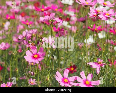 Rosa Schwefel Cosmos, mexikanische Aster Blumen blühen schön im Garten, verwischt vom Naturhintergrund Stockfoto