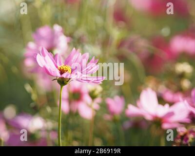 Rosa Schwefel Cosmos, mexikanische Aster Blumen blühen schön im Garten, verwischt vom Naturhintergrund Stockfoto