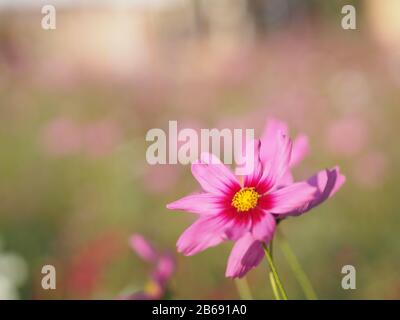 Rosa Schwefel Cosmos, mexikanische Aster Blumen blühen schön im Garten, verwischt vom Naturhintergrund Stockfoto