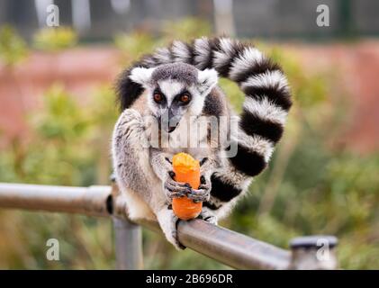 Ein Ring Verspottete Lemur, Der Auf einer Sense Sitzt, Die Eine Karotte Isst Stockfoto