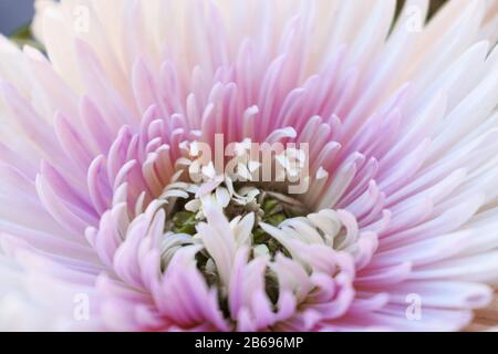 Chrysantheme werden manchmal auch als Mums oder Chrysanths bezeichnet Stockfoto