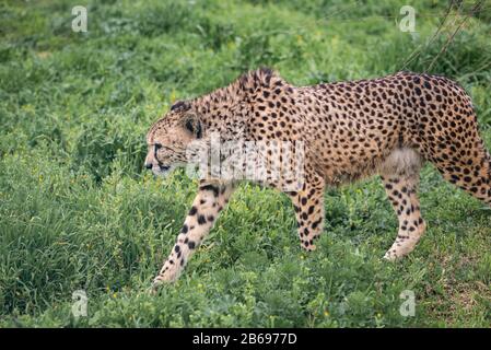 Ein Kräftiger Gepard Stachelt Durch das Niedrige grüne Gras Stockfoto