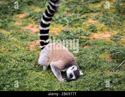 Ein Ring Tail Lemur Rollt Im Gras Mit Seinem Schwanz In Der Luft Stockfoto