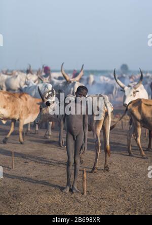 Mundari Stamm Junge inmitten langer Hörner Kühe in einem Viehlager, Central Equatoria, Terekeka, Südsudan Stockfoto