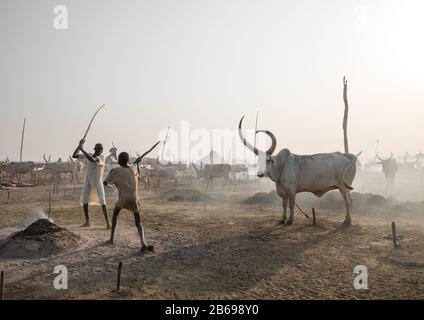 Mundari Stammjungen spielen Knüppel, die in einem Viehlager, Central Equatoria, Terekeka, Südsudan kämpfen Stockfoto