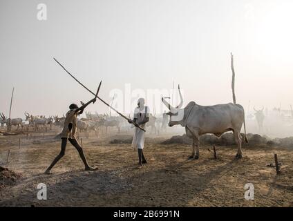 Mundari Stammjungen spielen Knüppel, die in einem Viehlager, Central Equatoria, Terekeka, Südsudan kämpfen Stockfoto