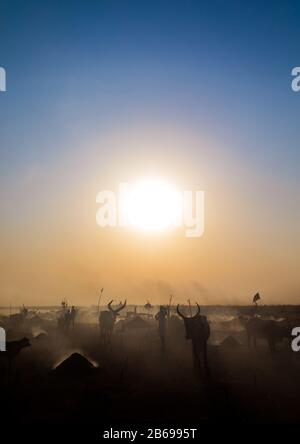 Lange Hörner Kühe in einer Mundari Stamm Camp, Central Equatoria, Terekeka, South Sudan Stockfoto