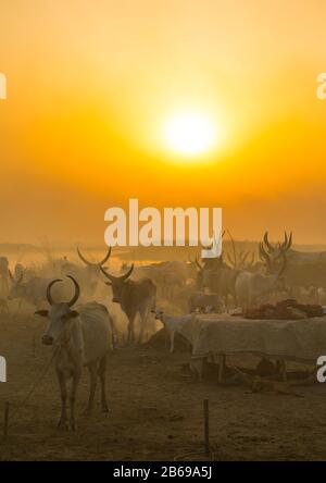 Der Stamm der Mundari horns lange Kühe im Rinderlager im Sonnenuntergang, Central Equatoria, Terekeka, Südsudan Stockfoto