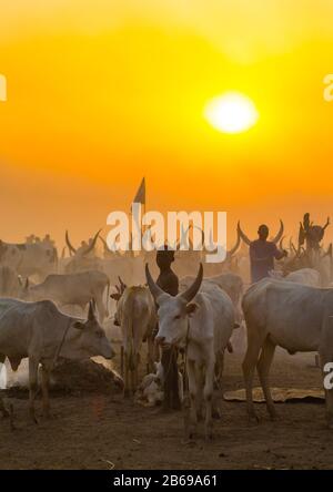 Der Stamm der Mundari horns lange Kühe im Rinderlager im Sonnenuntergang, Central Equatoria, Terekeka, Südsudan Stockfoto