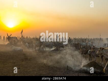 Der Stamm der Mundari horns lange Kühe im Rinderlager im Sonnenuntergang, Central Equatoria, Terekeka, Südsudan Stockfoto