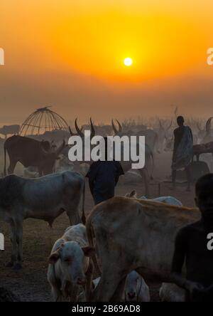 Der Stamm der Mundari horns lange Kühe im Rinderlager im Sonnenuntergang, Central Equatoria, Terekeka, Südsudan Stockfoto