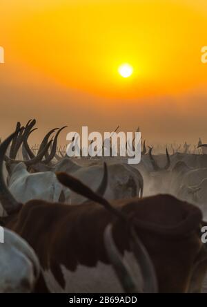 Der Stamm der Mundari horns lange Kühe im Rinderlager im Sonnenuntergang, Central Equatoria, Terekeka, Südsudan Stockfoto