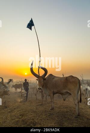 Der Stamm der Mundari horns lange Kühe im Rinderlager im Sonnenuntergang, Central Equatoria, Terekeka, Südsudan Stockfoto