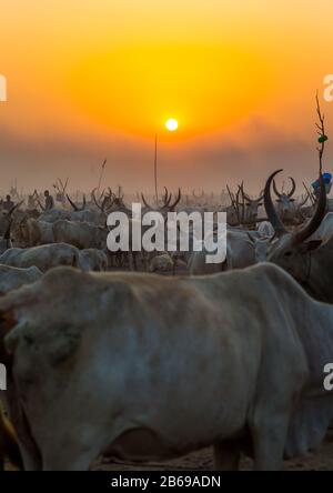 Der Stamm der Mundari horns lange Kühe im Rinderlager im Sonnenuntergang, Central Equatoria, Terekeka, Südsudan Stockfoto