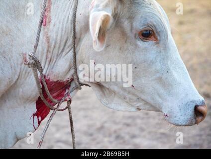 Blut, das einem kranken Kuh in einem Viehlager von Menschen aus dem Stamm der Mundari, Central Equatoria, Terekeka, Südsudan entnommen wurde Stockfoto