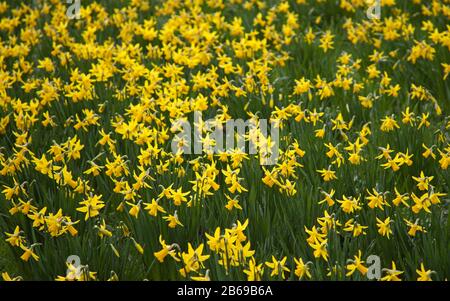 Royal Mile, Edinburgh, Schottland, Großbritannien. März 2020. Ständige Regenschauer am Morgen vor der Entspannung am Nachmittag, ziemlich luftig und bewölkt bei 10 Grad Celsius. Die Massen von Daffodils haben geblüht und zeigen sich in den Meadows gut. Stockfoto