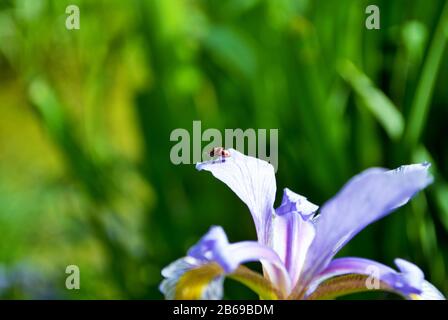 Ladybug an einer lila und gelben Irisblume und Knospe in meinem Garten Stockfoto