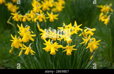 Royal Mile, Edinburgh, Schottland, Großbritannien. März 2020. Ständige Regenschauer am Morgen vor der Entspannung am Nachmittag, ziemlich luftig und bewölkt bei 10 Grad Celsius. Die Massen von Daffodils haben geblüht und zeigen sich in den Meadows gut. Stockfoto