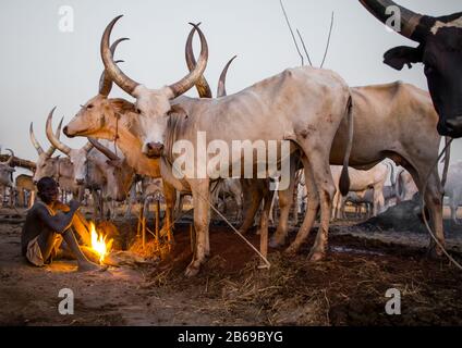 Mundari Stammjunge, der ein Lagerfeuer mit getrockneten Kuhdungs macht, um Fliegen und Stechmücken, Central Equatoria, Terekeka, Südsudan abzuwehren Stockfoto