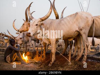 Mundari Stammjunge, der ein Lagerfeuer mit getrockneten Kuhdungs macht, um Fliegen und Stechmücken, Central Equatoria, Terekeka, Südsudan abzuwehren Stockfoto