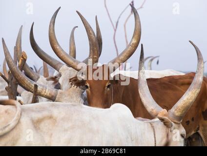 Lange Hörner Kühe in einer Mundari Stamm Camp, Central Equatoria, Terekeka, South Sudan Stockfoto