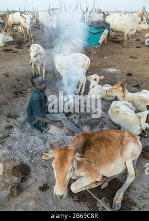 Mundari Stammjunge, der ein Lagerfeuer mit getrockneten Kuhfund macht, um Fliegen und Mücken abzuwehren, Central Equatoria, Terekeka, Südsudan Stockfoto