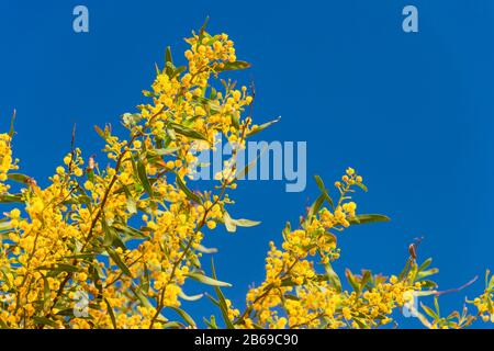 Mimosa-Zweige blühen über blauem Himmel in Portugal Stockfoto