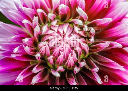 Rosa violett weiß Dahlie Stockfoto