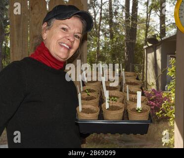 70 Jahre alte Frau, die sich auf die Frühlingssanierung vorbereitet hat, indem sie organische Sämlinge ins Freie brachte, nachdem Frostgefahr bestanden hat Stockfoto