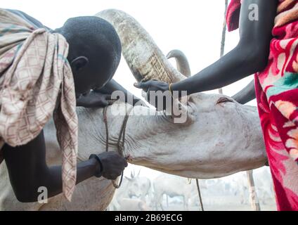 Männer aus dem Stamm der Mundari, die Blut von einer kranken Kuh in einem Viehlager, Central Equatoria, Terekeka, Südsudan, nehmen Stockfoto