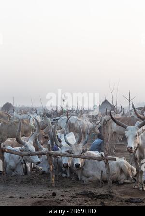 Lange Hörner Kühe in einer Mundari Stamm Camp, Central Equatoria, Terekeka, South Sudan Stockfoto