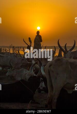 Der Stamm der Mundari horns lange Kühe im Viehlager bei Sonnenuntergang, Central Equatoria, Terekeka, Südsudan Stockfoto