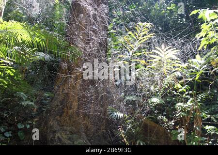 Die wundervolle Spinnenwebarchitektur einer Spinne im Wald von Borneo Stockfoto