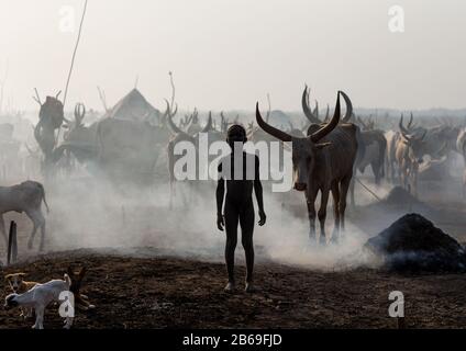 Mundari Stamm Junge inmitten langer Hörner Kühe in einem Viehlager, Central Equatoria, Terekeka, Südsudan Stockfoto